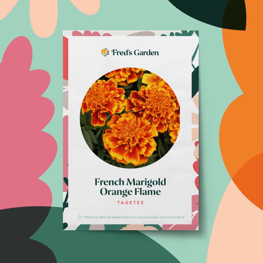 Tagetes 'French Marigold Orange Flame' (frø)